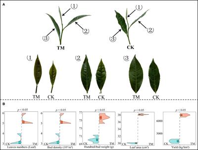 Changes in the growth and physiological property of tea tree after aviation mutagenesis and screening and functional verification of its characteristic hormones